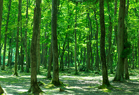 日本の森林資源の写真