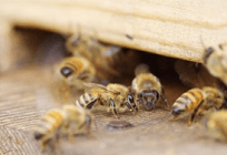 ミツバチの重要性と減少問題の写真